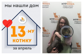 Уличный котик Горец стал домашним за два месяца!