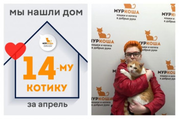 Котик Боксер начинает домашнюю жизнь!