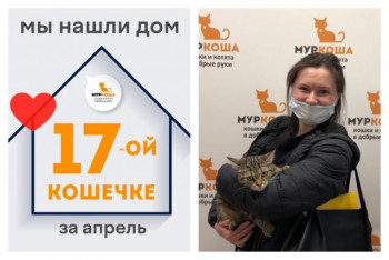 Кошечка Грация стала домашней любимицей!