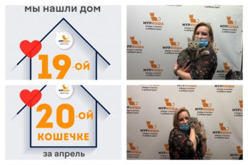 Кошечки Тия и Пудра уезжают в один новый дом!