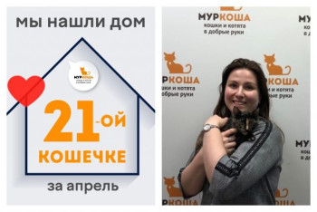 Яркая кошечка Яффа встретила заботливую хозяйку!