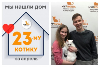 Белоснежный Снеговичок стал домашним котиком!