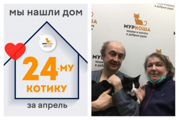 Котик Фуражкин стал домашним любимцем!