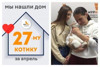 Котик Кумкват стал домашним и любимым!