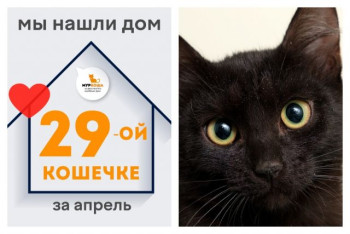 Кошечка Келли стала домашней любимицей!