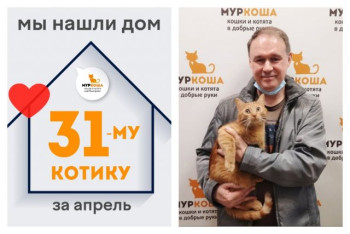 Котик Тиграша отправился домой!