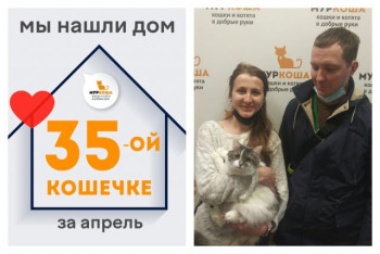 У кошечки Кнопик теперь есть дом и семья!