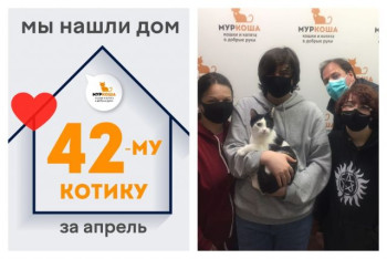 Котик Кевин стал домашним и счастливым!