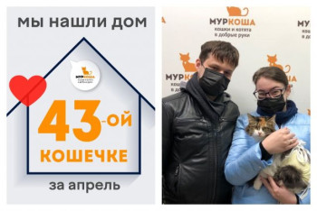 Милая кошечка Эстелла теперь домашняя!