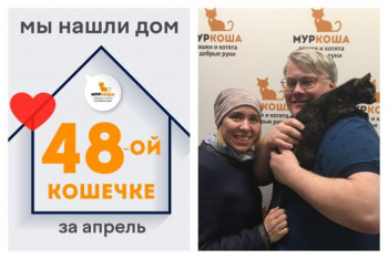 Ласковая Хорошка стала домашней любимицей!