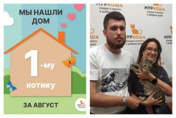Котик Мэлвин стал домашним и счастливым!