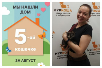 Крошка Фацелия стала домашней за один месяц!