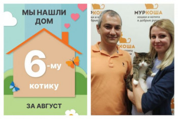 Котик Сандрик начинает домашнюю жизнь!