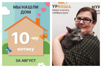 Котик Аметист стал домашним любимцем!
