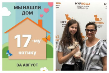 Котёнок Курсор нашёл свой дом за двенадцать дней!