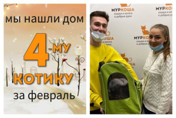 Котик Василиск отправился в свою домашнюю сказку!