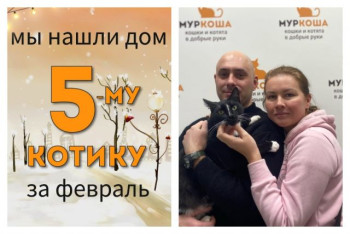Общительный котик Олег отправился домой!