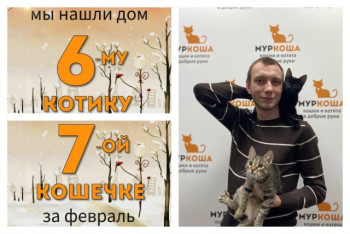 Котятки Фабио и Ляйсан стали домашними за десять дней!