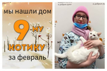 Котик Ирвин теперь домашний и любимый!