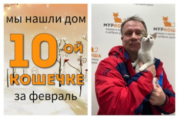 Умная кошечка Экси встретила надёжного хозяина!