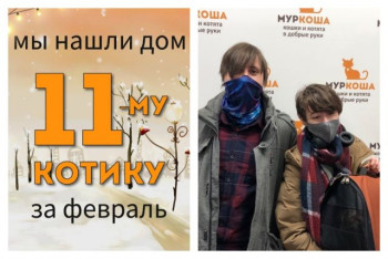 Котик Вермонт отправился в счастливую домашнюю жизнь!