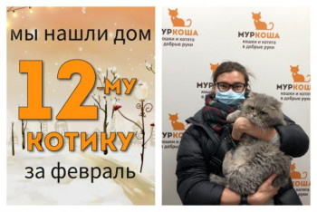 Шестилетний котик Бушерон встретил заботливую хозяйку!
