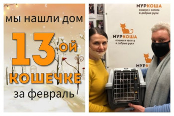 Кошечка Ширли стала домашней любимицей!