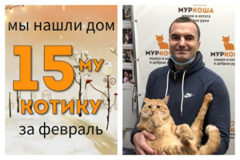 Котик Лайтик начинает домашнюю жизнь!