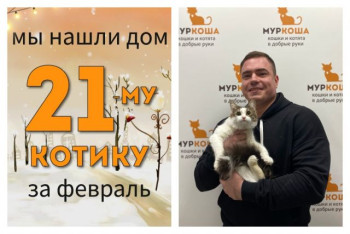 Котенок Флеш отправляется в новый дом!