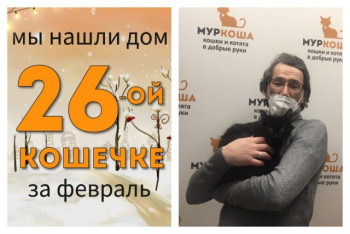 Красавица Моди стала домашней кошечкой!