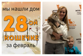 Кошка Пушита отправляется в новый дом!