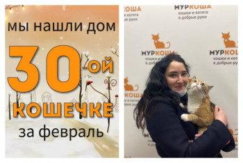 Двухлетняя кошечка Зёрнышко отправилась домой!