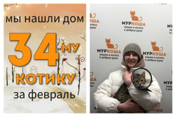Милый котик Омск уезжает в новый дом!