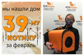Двухлетний котик Бурбон встретил любящую хозяйку!