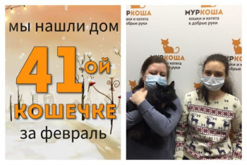 Кошечка Ефимия нашла дом за полтора месяца!