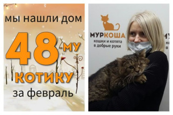 Котик Кушон отправляется в новый дом!