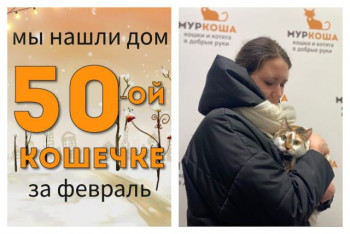 Кошечка Бандитка начинает счастливую домашнюю жизнь!