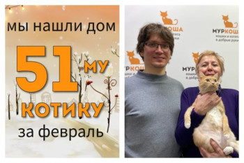 Кот Кремчик теперь домашний и счастливый!