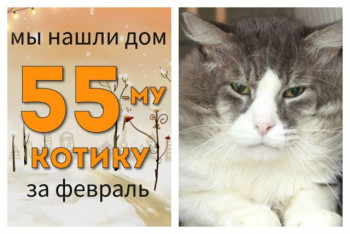 Шестилетний котик Онуфрий отправился домой!