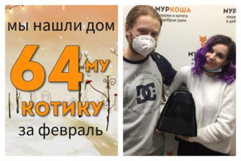 Котик Бумбастик нашел дом за три недели!