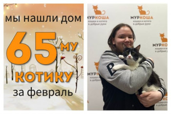 Котик Раскусай стал домашним и счастливым!
