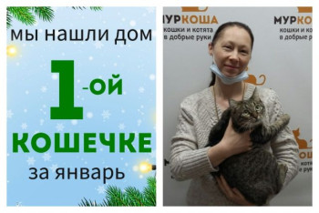 Первой в Новом году домашней становится кошечка Фрейя!
