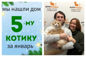 Новая жизнь в Новый год начинается у котика Бигмака!