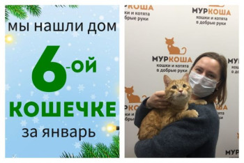 Стала домашней и счастливой кошечка Ряженка!