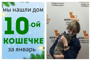 Кошечка Шерстинка покорила сердце прекрасной хозяйки!