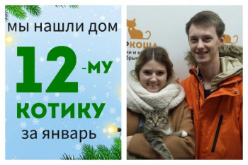 Котик Грю встретил надёжную семью!
