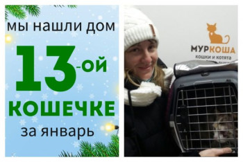 Яркая кошечка Мёрси отправилась домой!