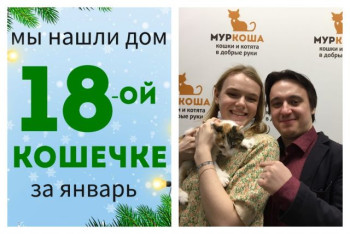 Маленькая Тусичка теперь домашняя кошечка!