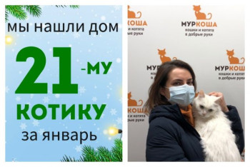 Десятилетний кот Шиммер нашел свой новый дом всего за три недели!
