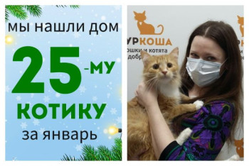 Котик Елисей снова стал домашним!